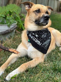 Dog wearing black Forune Favors Bandana around neck