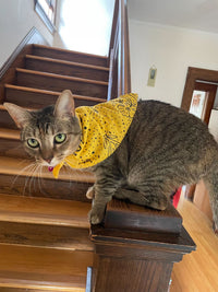 Cat wearing Gold Fortune Favors Bandana on neck